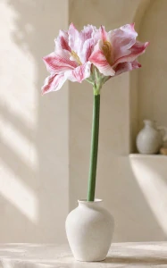 Amarylis 75 cm 
